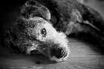 Odie